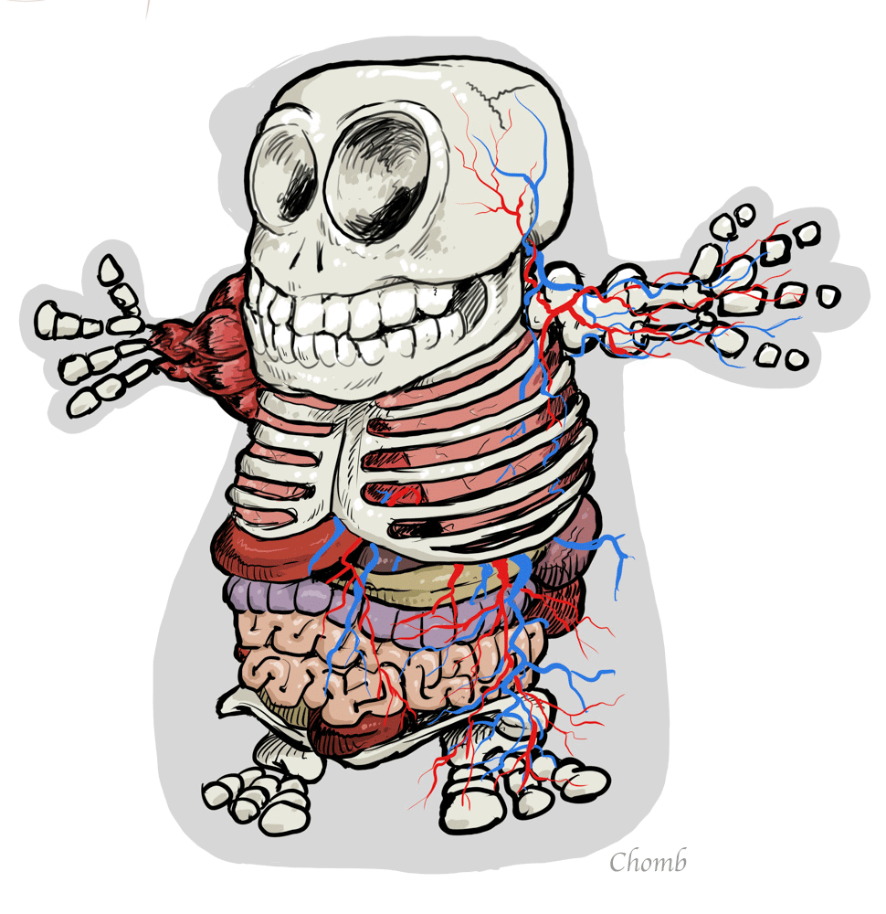 BlaBlaNatomy skeleton